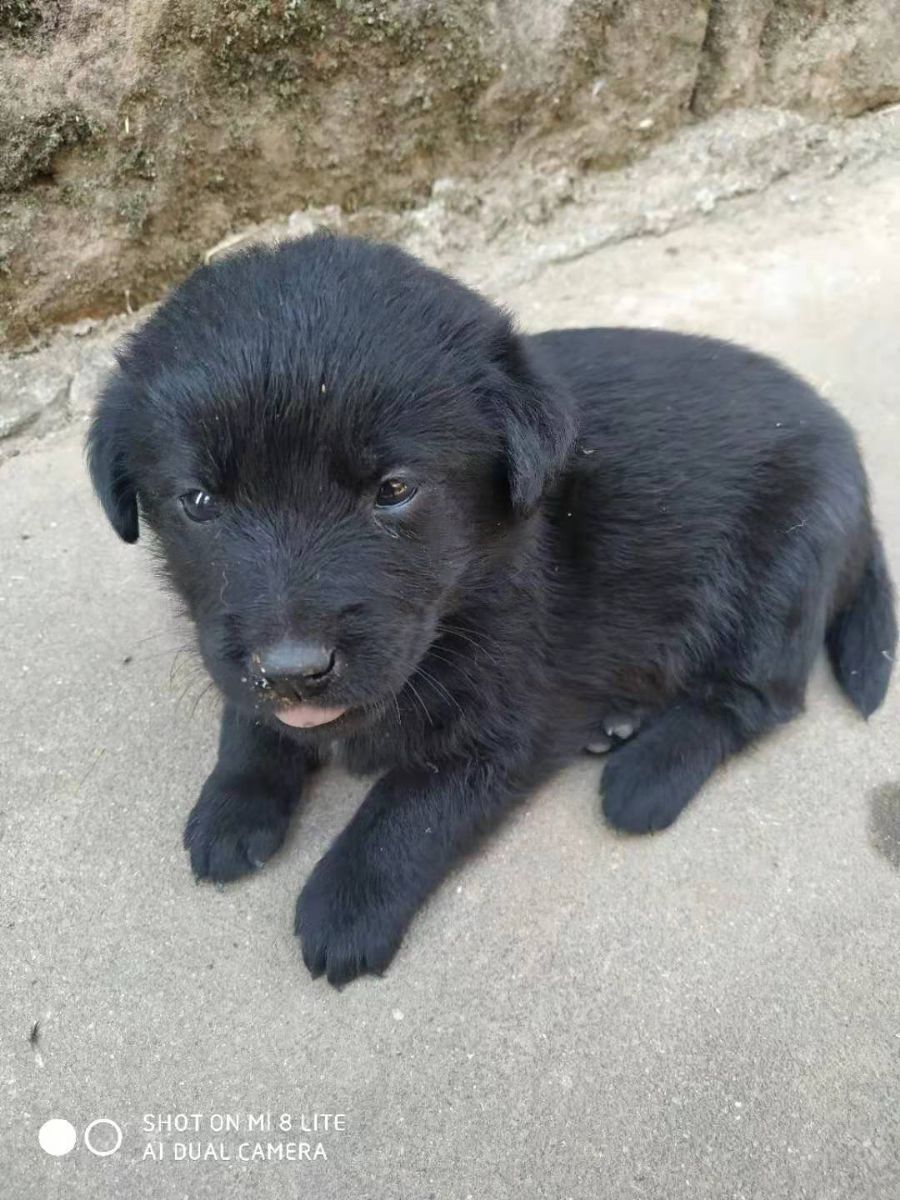 ���Ź�������Ԫ