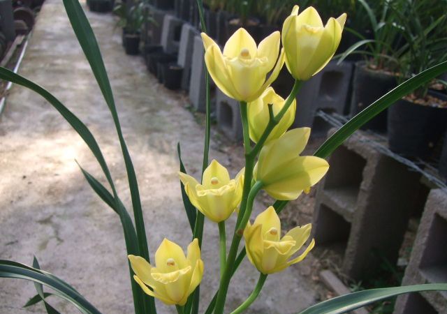 ��ͷ���ο�ͼƬ