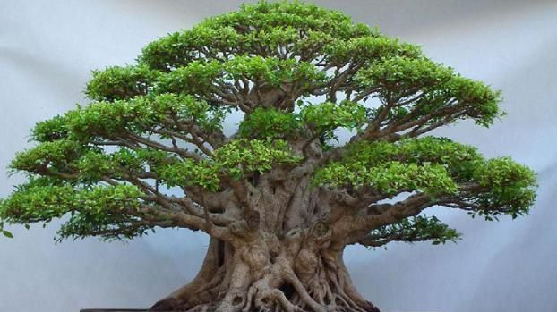 �����辰ԭ����