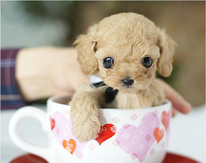 �豭Ȯ��������