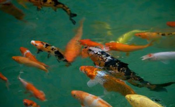 ��ͥ������Ҫע������