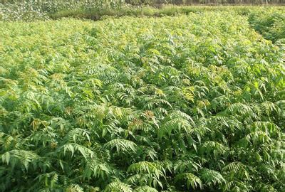 ҡǮ�������