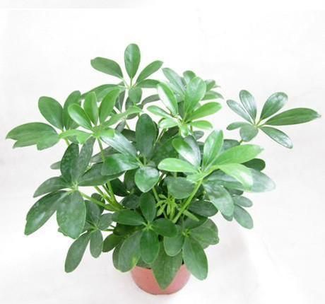 ҡǮ�����༼��