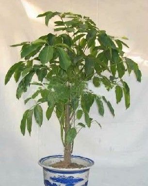 ҡǮ����������