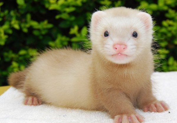 ��������֮ǰ׼������