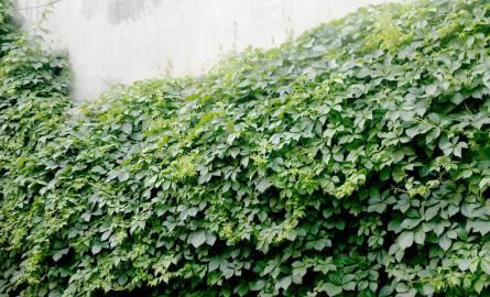 ��ɽ����ֲ����/����