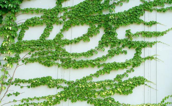 ��ɽ����ֲ����/ԭ��