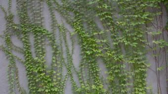 ��ɽ����ֲע������