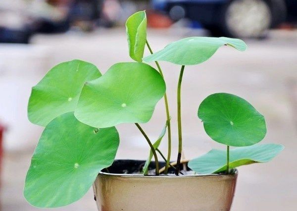 ������ֲ����/ԭ��