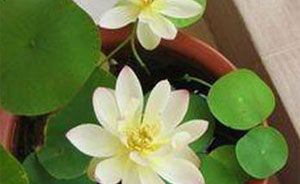 ������ֲѿ������