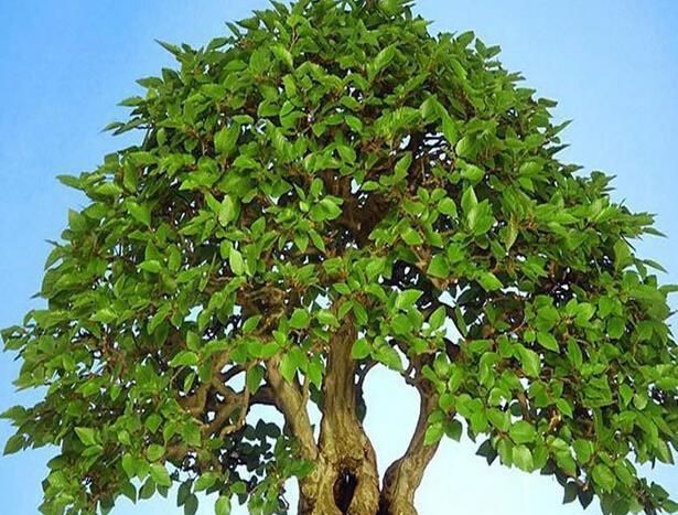 ҡǮ������̬����