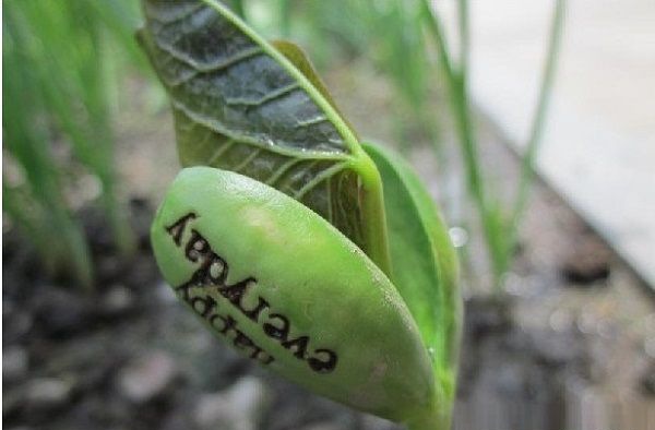 ħ�����춬����ֲ����