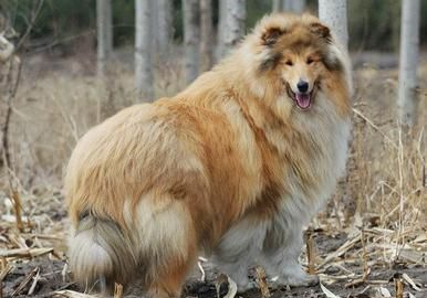 �ո�������Ȯι��ǰ��֪�ģ�