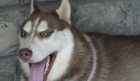 ����˹��ѩ��Ȯ������