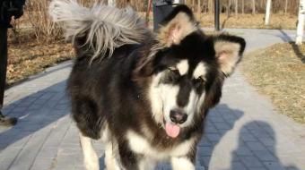 ����˹��ѩ��Ȯע����ʳƽ��