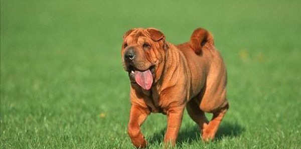 ɳƤ�����ֽ���