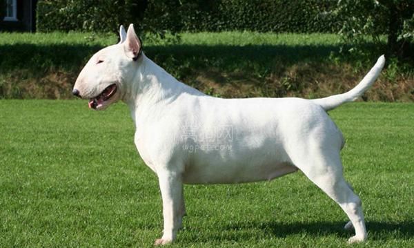 ţͷ������ʳ