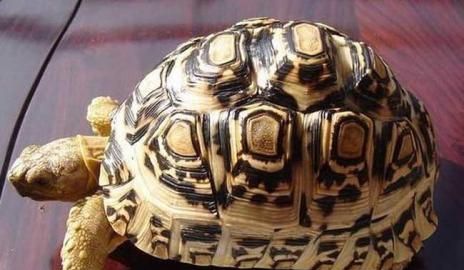 ������ͨ����