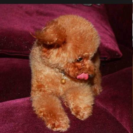 ���Ȯ�ص㼰�Ը�