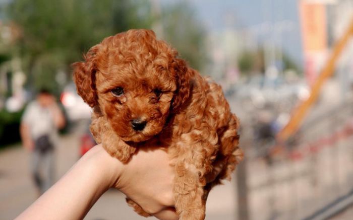 ���Ȯ�ĳ�����