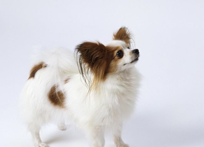 ����Ȯ��ʳ��