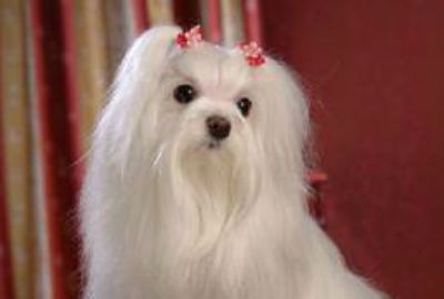 Լ������������