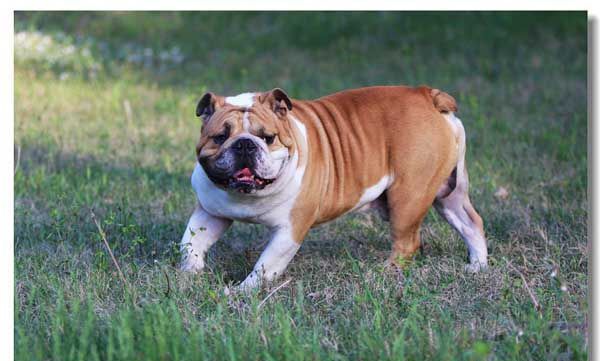 ��ţȮ�˹�����