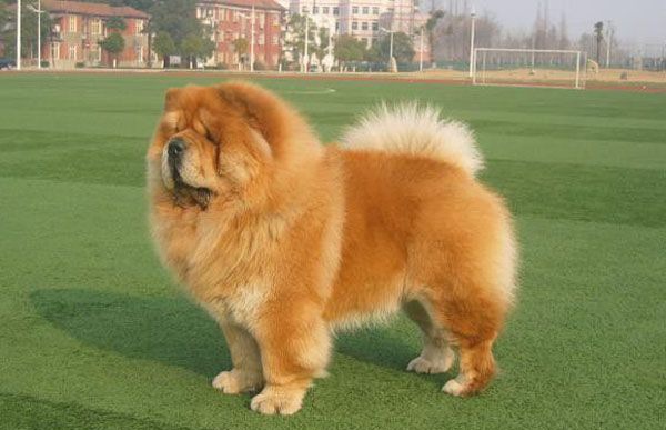 ��ʨȮι������