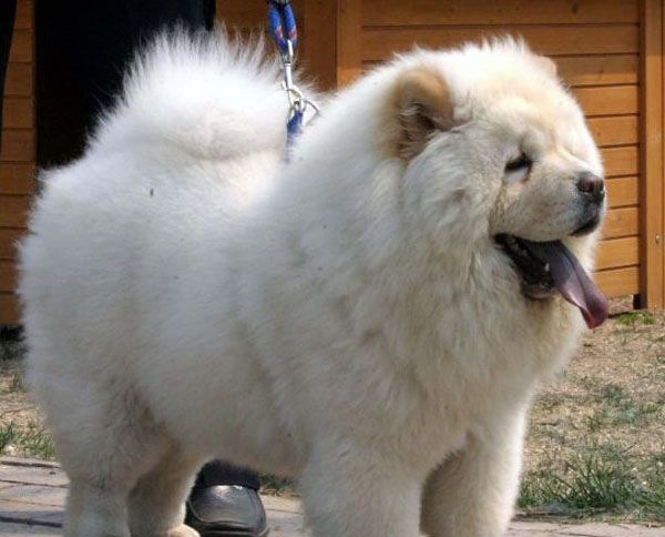 ��ʨȮ����ϰ��