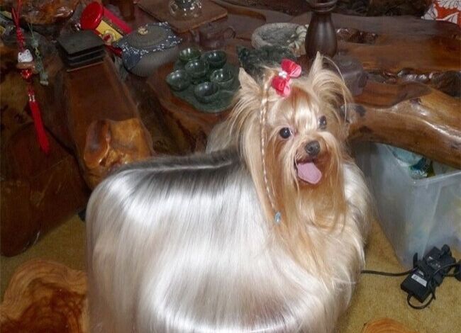 Լ��������