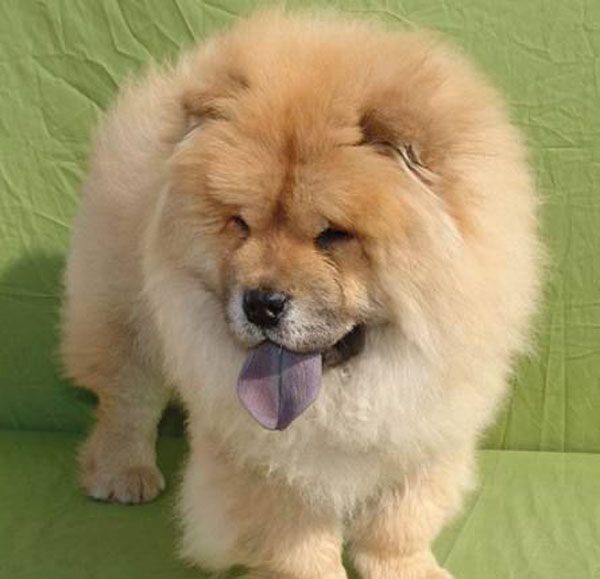 ��ʨ�������ص�