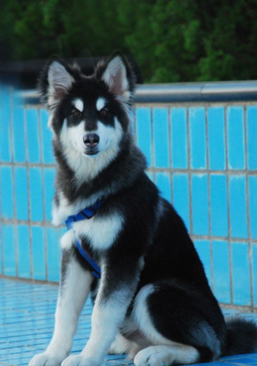 ����˹��ѩ��Ȯι������