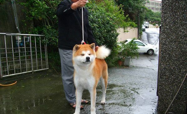 ����Ȯ�Ը�����