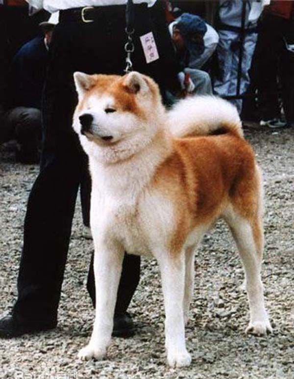 ����Ȯ������֪