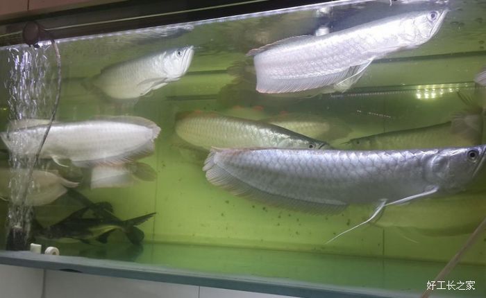 �������ˮ