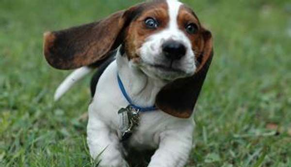 �ȸ�Ȯ����Ҫ��