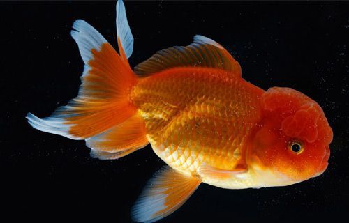 ����ѡ�����