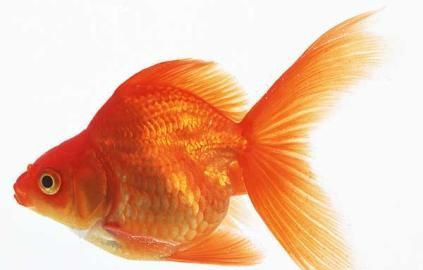 ����ע������