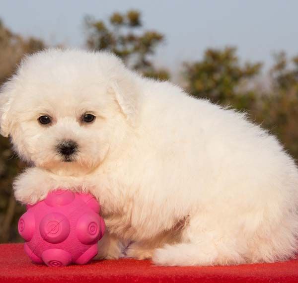 ����Ȯ��������