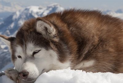 ����˹��Ȯ��ʳ