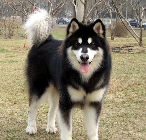 ����˹��Ȯ��ʳƽ��