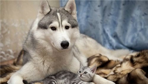 ��ʿ�������