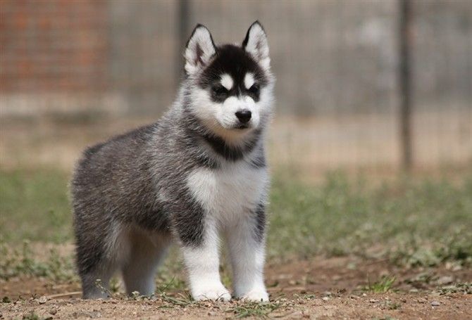 Ӱ�칷���Ը������