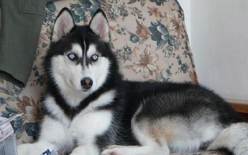 ��������Ⱥ���ʺ�����ʿ��