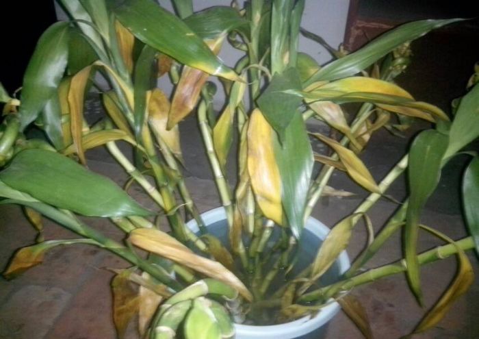 ��ˮ�������𸻹���Ҷ�ӷ���