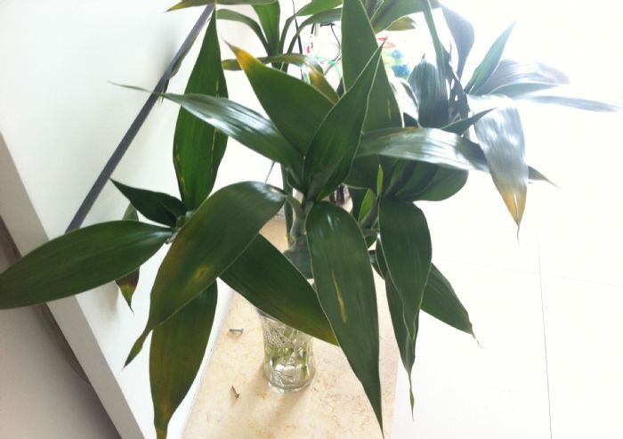 ʩ�ʲ������𸻹���Ҷ�ӷ���