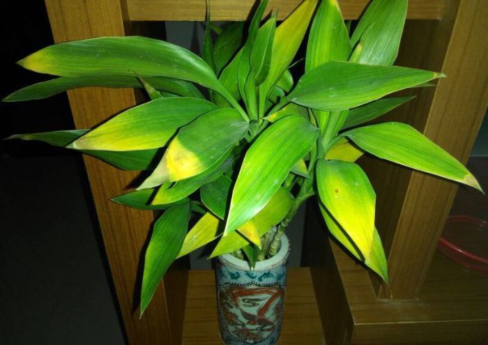 ���ղ������𸻹���Ҷ�ӷ���