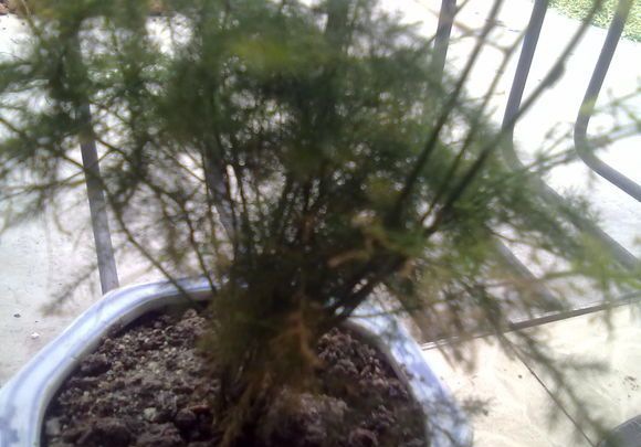 ����Ҷ�ӷ���֮�¶�