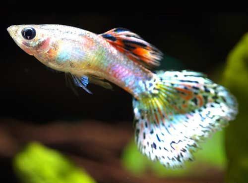 ��ȸ����β����