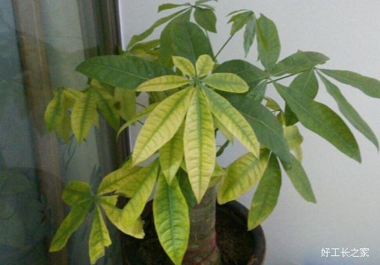 ������Ҷ�ӷ�����ô��֮��ˮ����